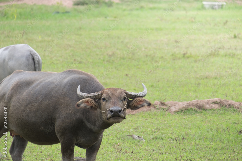 Buffalo in the field, Thailand Buffalo in the field, Thailand