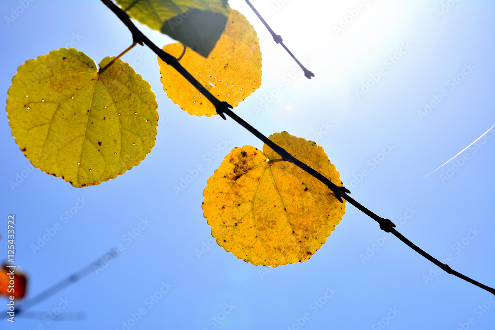 Obraz premium 甘い綿菓子の香りがする桂の黄葉、日本の秋