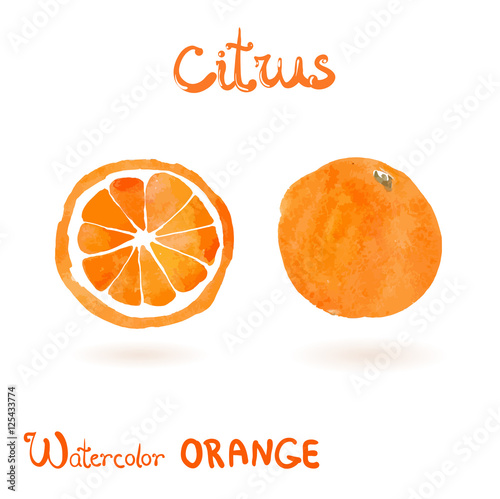 Watercolor isolated orange. whole and slice