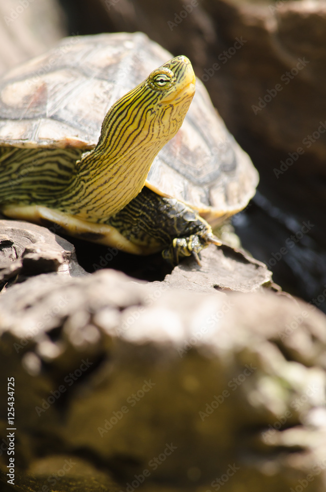Naklejka premium Red-eared slider