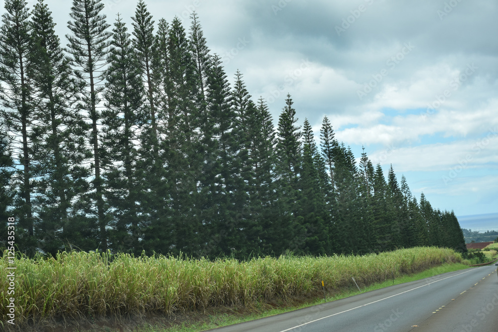 Pine Trees along the road Pine Trees along the road