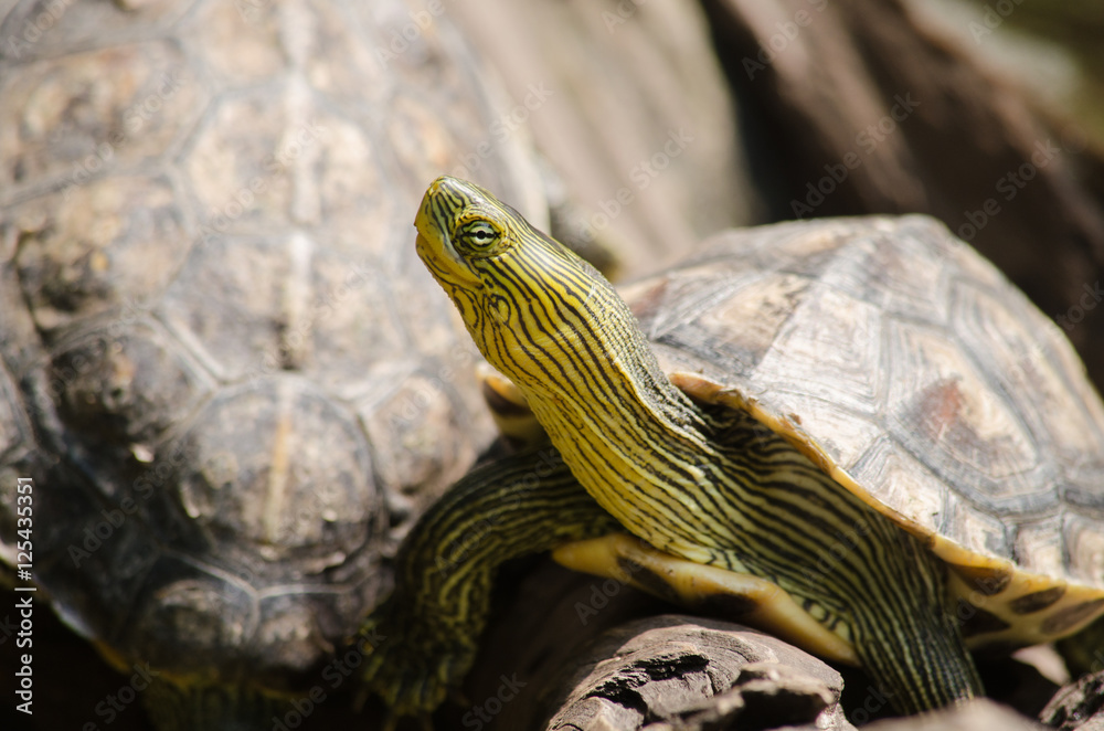 Naklejka premium Red-eared slider