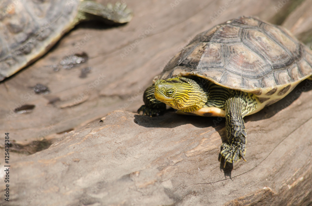 Fototapeta premium Red-eared slider