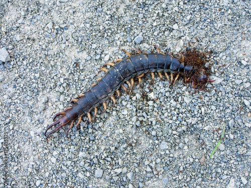 Ants swarmed by a large centipede bite. © nitiwongthai