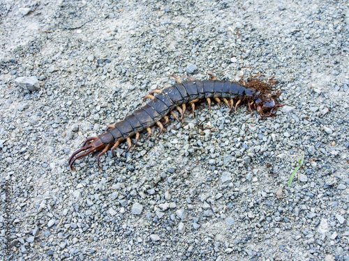 Ants swarmed by a large centipede bite.