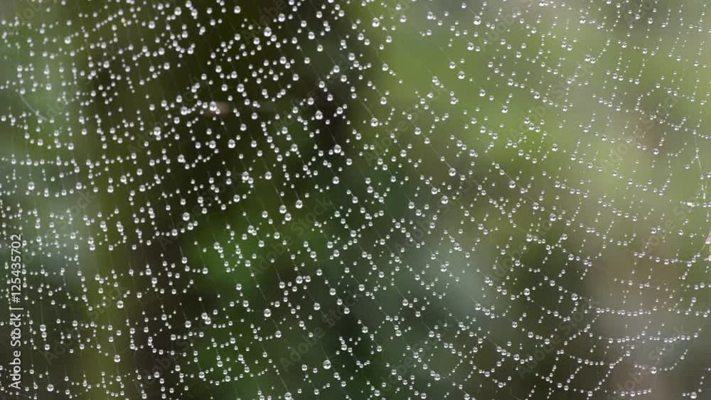 蜘蛛の巣の水滴 蜘蛛の巣の水滴