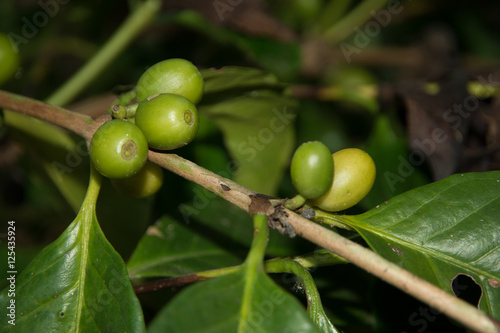 Green coffee beans growing on the branch