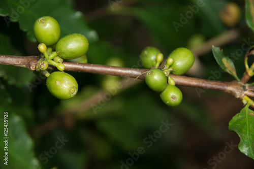 Green coffee beans growing on the branch