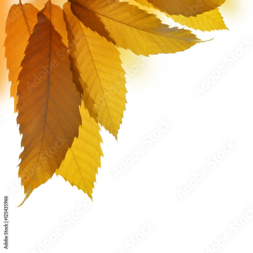 Autumn leaves of sweet chestnut tree (Castanea sativa) isolated on white background