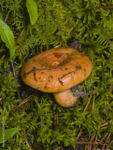 Saffron milk cap or Red pine mushroom, Lactarius deliciosus, in moss, selective focus, shallow DOF