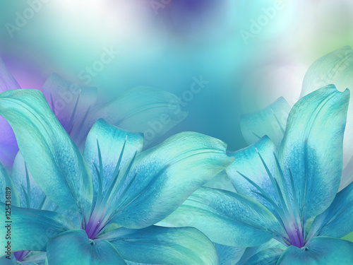 blue- turquoise lilies  flowers,  on turquoise-purple-blue blurred background .  Closeup.  Bright floral composition card for the holiday.  Nature.