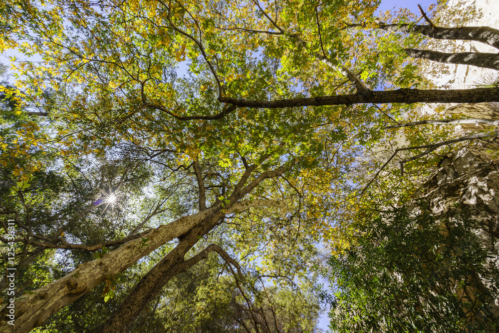 Obraz premium Beautiful fall color of Switzer Falls Trail