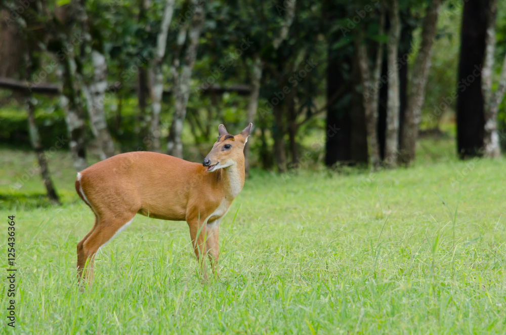 red muntjac live in grassland ,thailand red muntjac live in grassland ,thailand