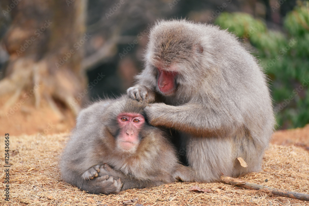 京都嵐山モンキーパーク いわたやま Kyoto Monkey Park Iwatoyama