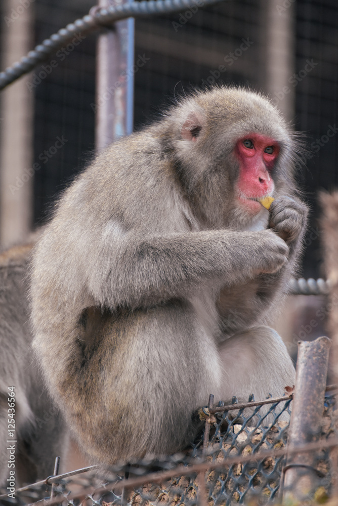 Obraz premium 京都嵐山モンキーパーク いわたやま Kyoto Monkey Park Iwatoyama