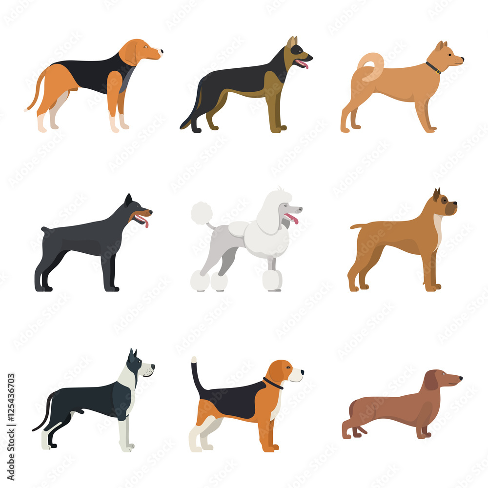 Different type of dogs breed set with Beagle, German shepherd, Akita Inu, Doberman, Poodle, Boxer, Great Dane and Dachshund. isolated vector set