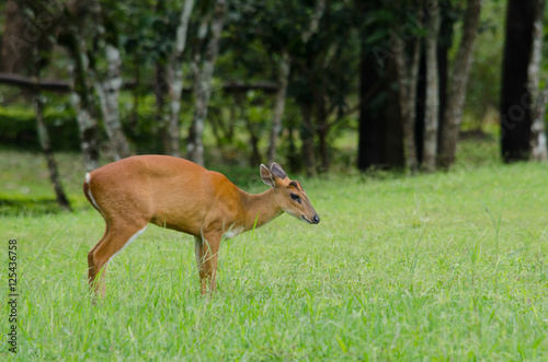 Fototapeta Naklejka Na Ścianę i Meble -  red muntjac live in grassland ,thailand