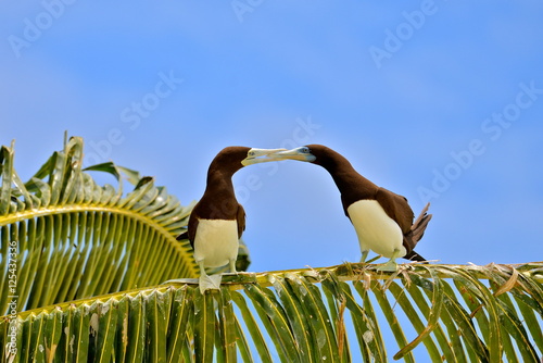 Brown booby, Sula leucogaster, love photo