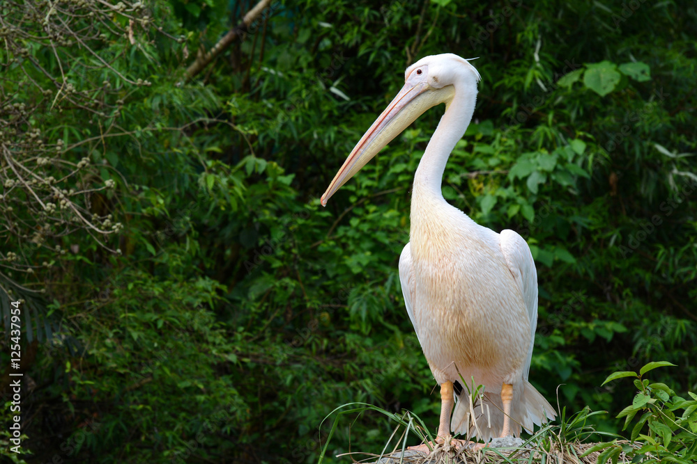 Bird portrait of a Great white pelican, scientific name Pelecanus onocrotalus Bird portrait of a Great white pelican, scientific name Pelecanus onocrotalus