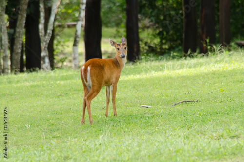 red muntjac live in grassland ,thailand