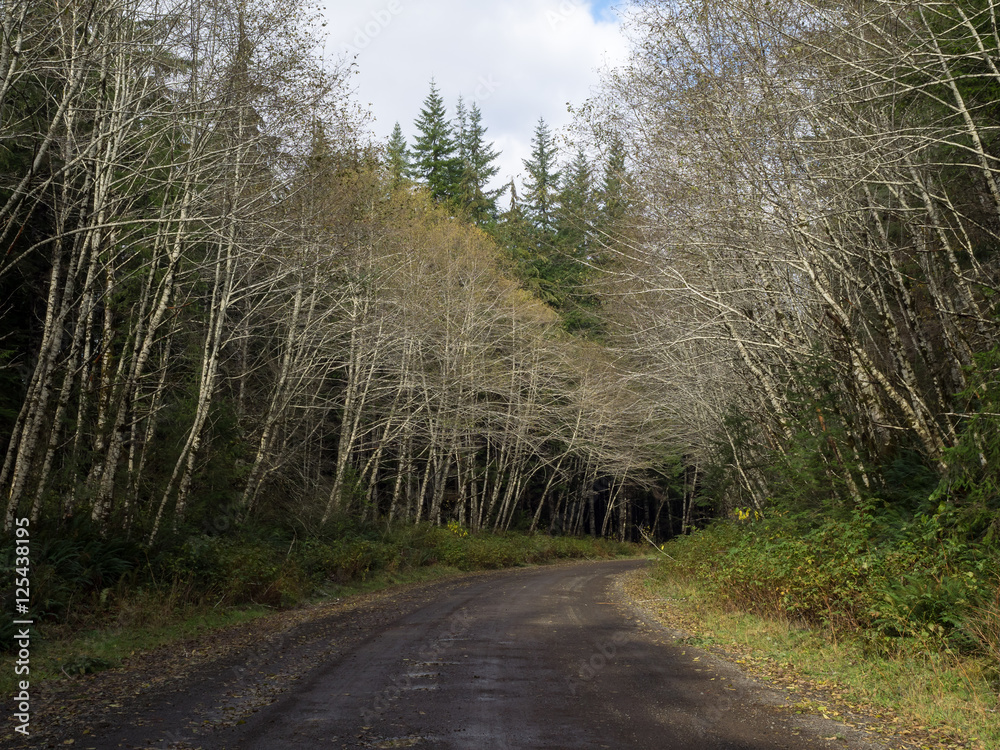 Obraz premium Mountain Road With Mountain Ash Trees