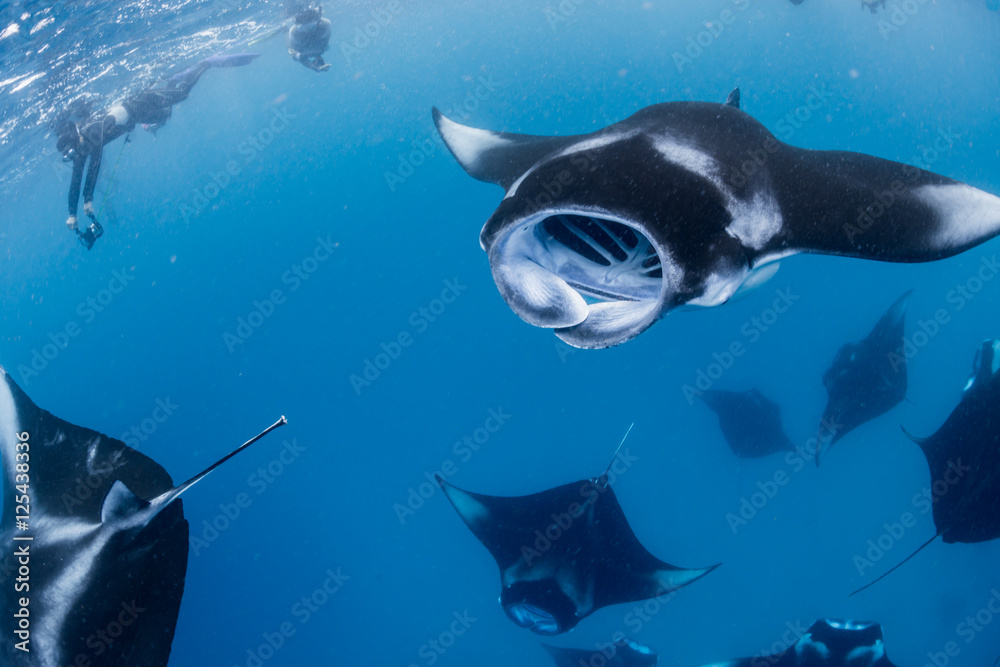 Naklejka premium Manta Rays in Hanifaru bay