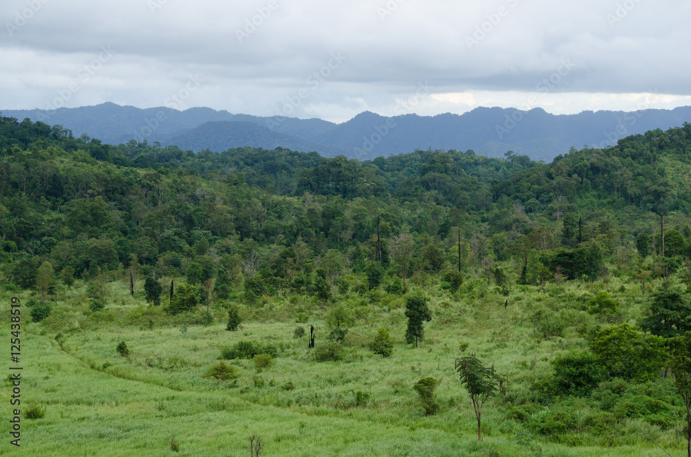 forest in thailand