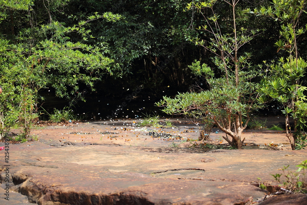 Fototapeta premium Butterflies swarm eats minerals in Pang Sida National Park at Thailand