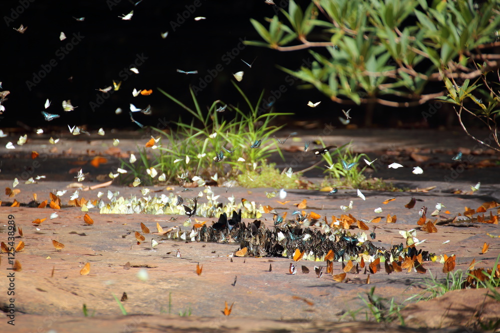 Fototapeta premium Butterflies swarm eats minerals in Pang Sida National Park at Thailand