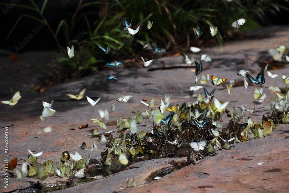 Fototapeta premium Butterflies swarm eats minerals in Pang Sida National Park at Thailand
