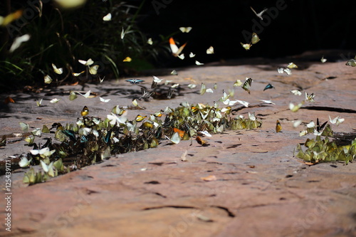 Butterflies swarm eats minerals in Pang Sida National Park at Thailand