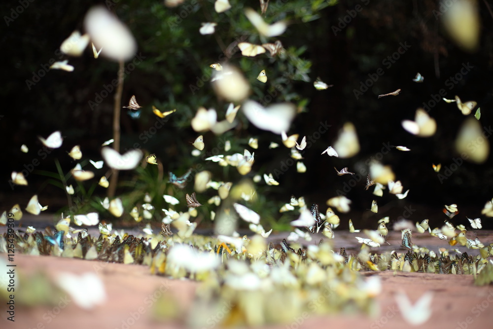 Naklejka premium Butterflies swarm eats minerals in Pang Sida National Park at Thailand
