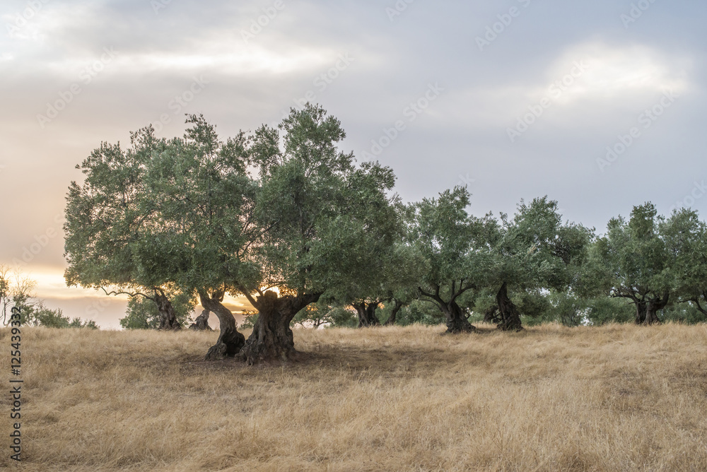 Naklejka premium Olive trees at sunset