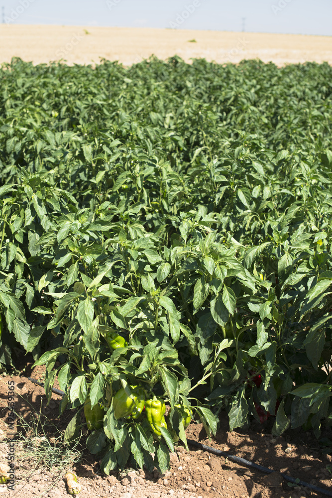 Growing peppers in the field Growing peppers in the field