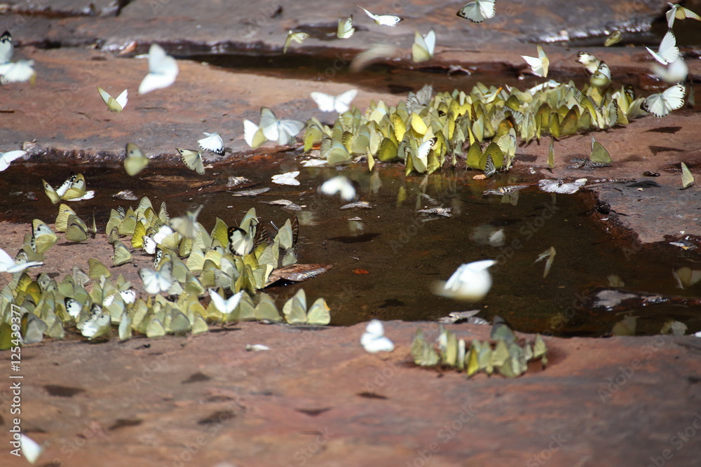 Fototapeta premium Butterflies swarm eats minerals in Pang Sida National Park at Thailand