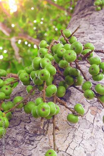 green small figs fruit on the branch of a fig tree. (ficus carica, ficus racemosa, ficus glomerata)