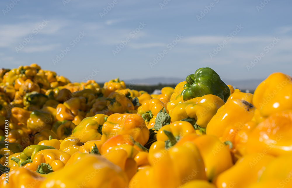 Foto Tractor with trailer picking peppers