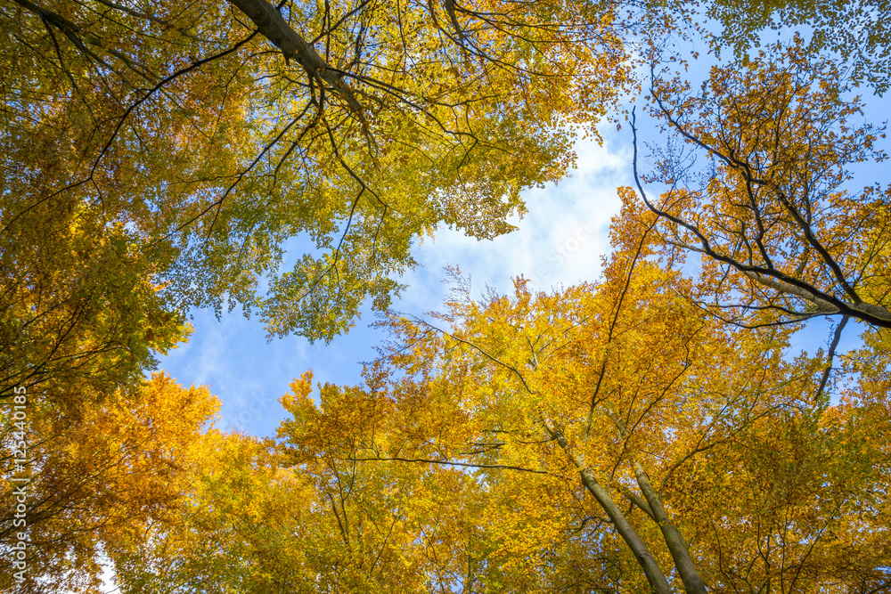 autumn forest canopy of trees in autumn colors
