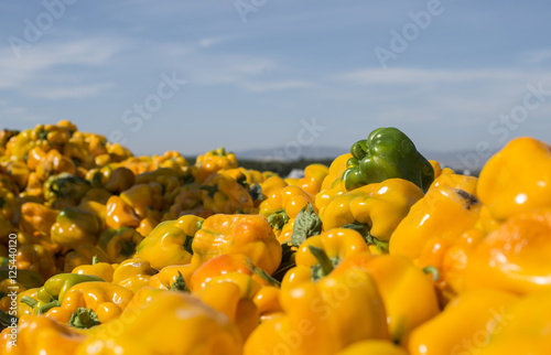 Bild auf Leinwand Tractor with trailer picking peppers