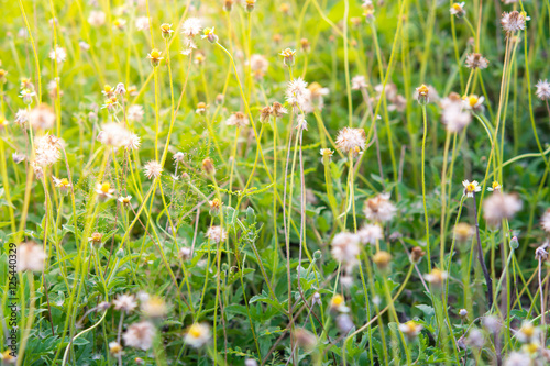 Blur grass flower with yellow light background