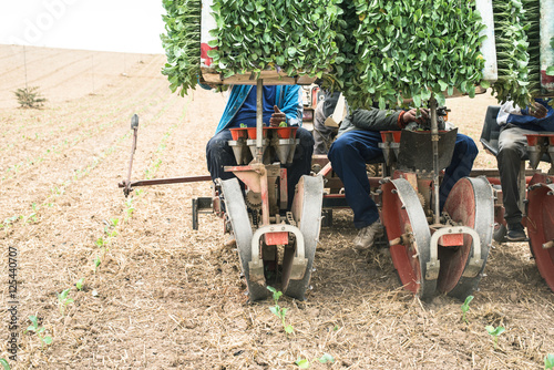  Planting seedlings machine photo