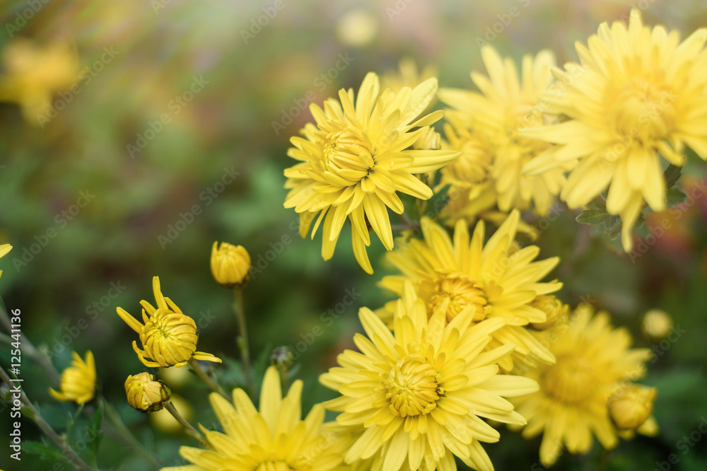 yellow chrysanthemum flowers in autumn sunshine with copy space. Fall flowers background yellow chrysanthemum flowers in autumn sunshine with copy space. Fall flowers background