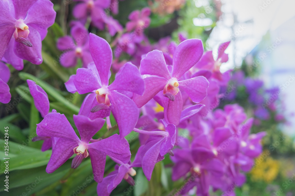 Pupple orchid flower
