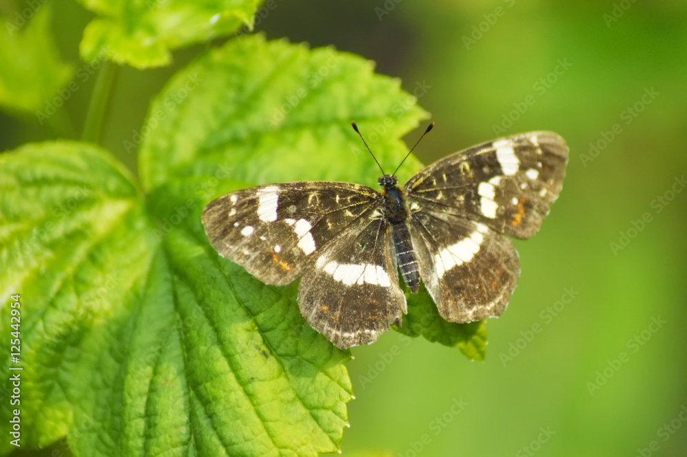 Naklejka premium beautiful butterfly on currant leaves