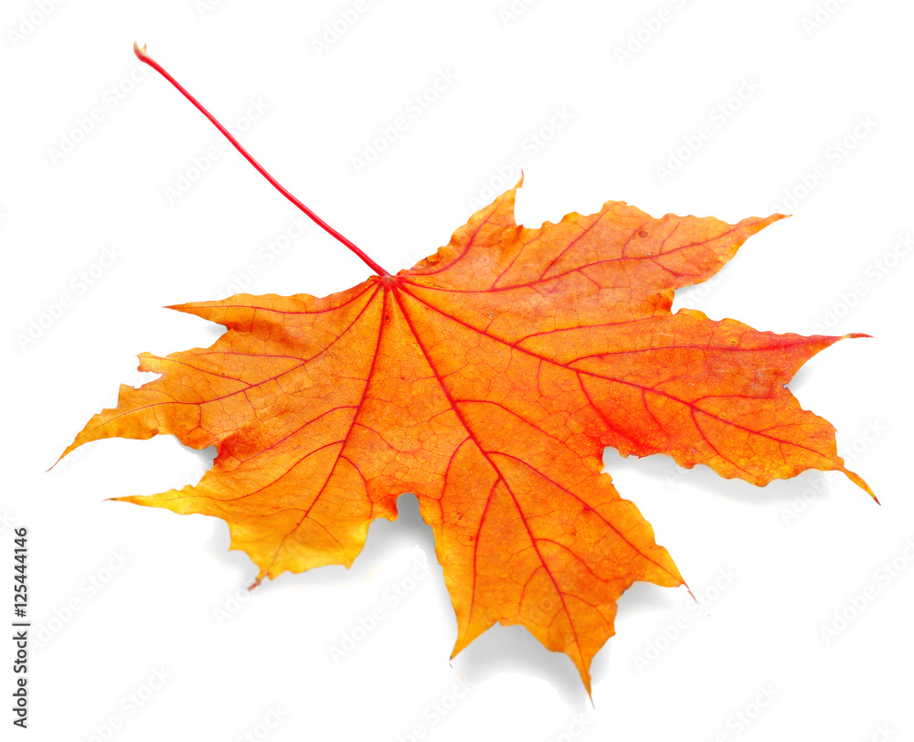 Fototapeta premium Autumn leaf, isolated on white
