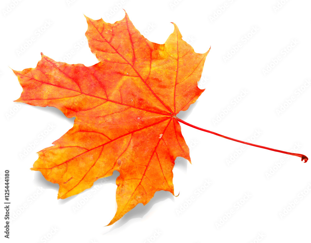Autumn leaf, isolated on white Autumn leaf, isolated on white