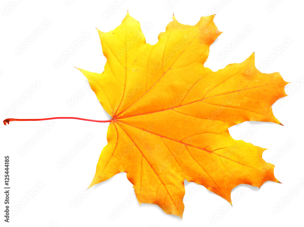 Autumn leaf, isolated on white