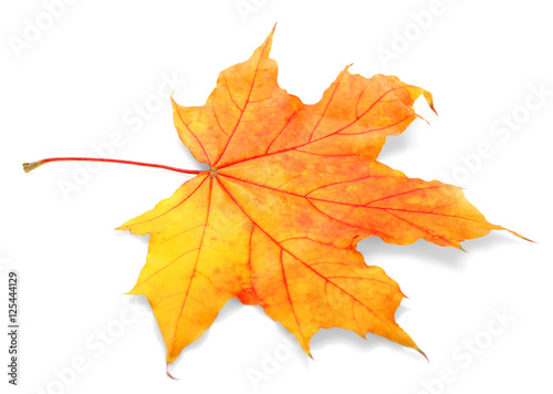 Autumn leaf, isolated on white