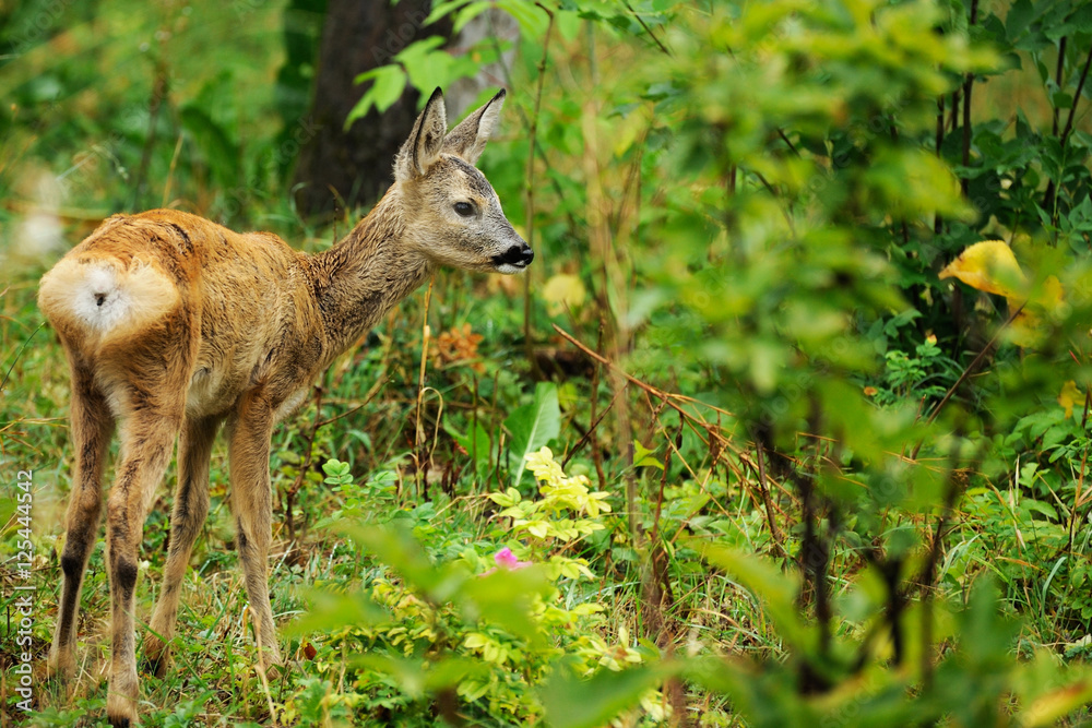 young deer portrait closeup on the background of nature young deer portrait closeup on the background of nature