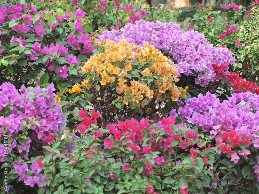 bougainvillea flower